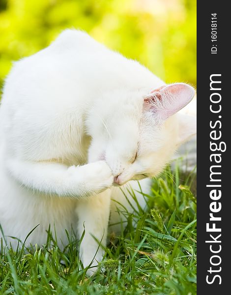 Lovely white kitten sitting in the grass. Lovely white kitten sitting in the grass.