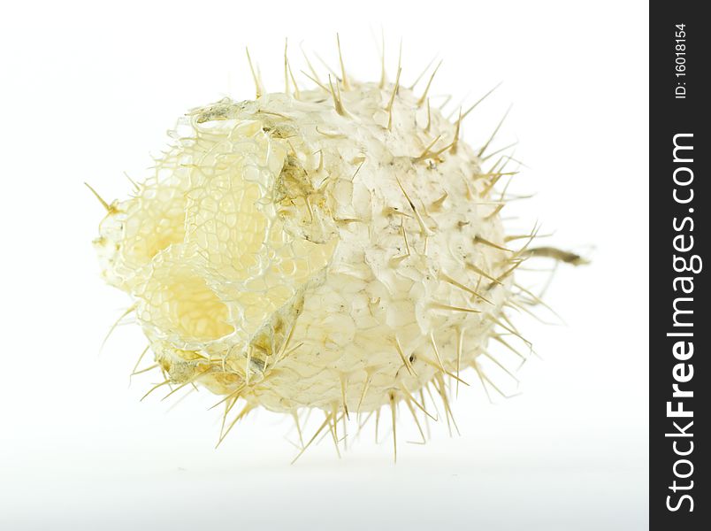 Extreme macro of dry fall bind weed seed with thorn isolated. Extreme macro of dry fall bind weed seed with thorn isolated