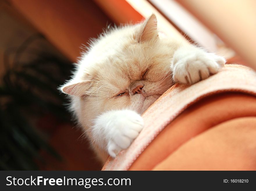 Exotic cat relaxing on sofa