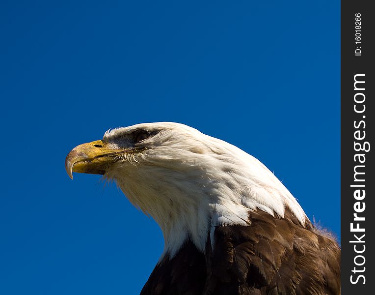 Closeup of the head and shoulders of a bald eagle against a blue sky