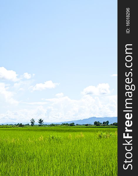 Green rice farm in ruralside,clear nature