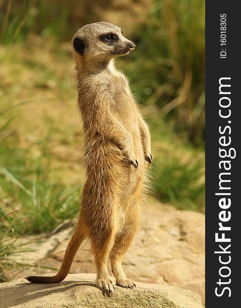 Animals: Meerkat standing upright an d on alert