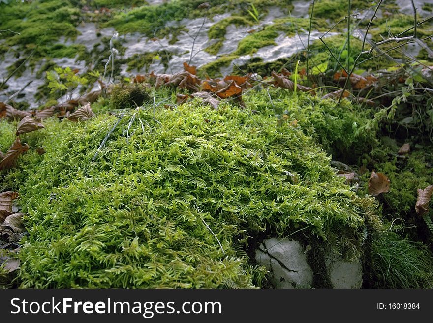 Timber moss on wild stone. Abstract background.