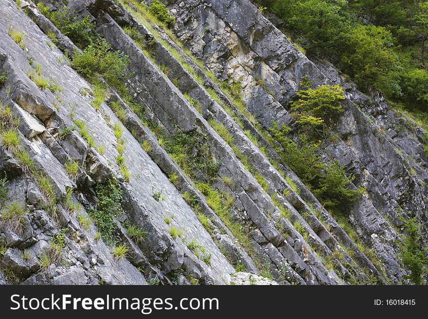 Stone wall background. Green plants on rocks.