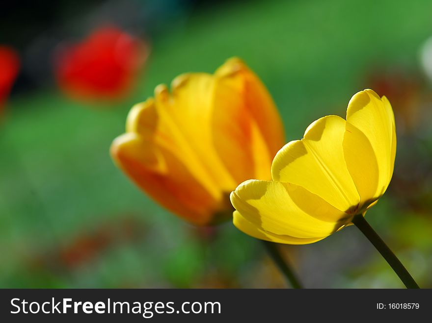 Close up view of yellow tulip