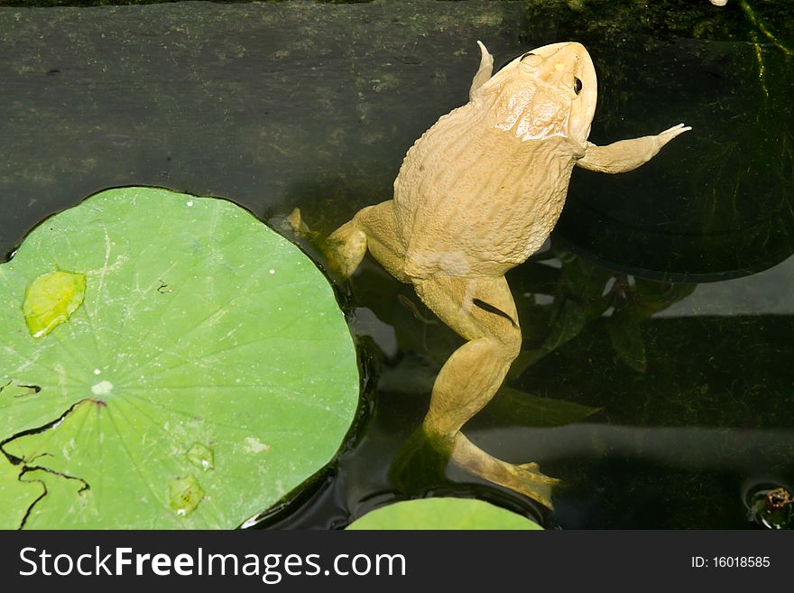 Frog, sitting in the water, waiting