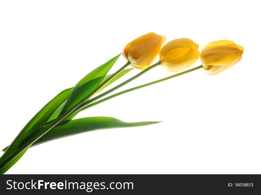 Bunch of yellow tulips against white background