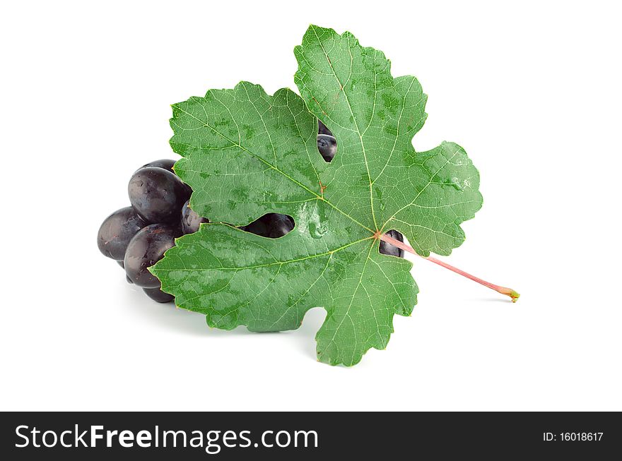 Blue grape isolated on white background. Blue grape isolated on white background