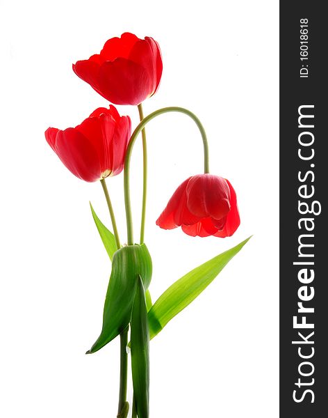 Fresh red tulips with white background