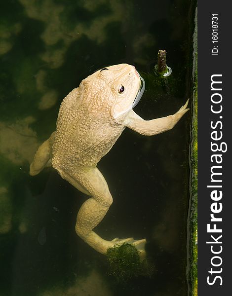 Frog, sitting in the water, waiting