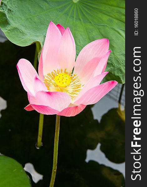 Pink Lotus with green leaf