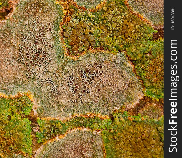 Multi-colored background from a lichen