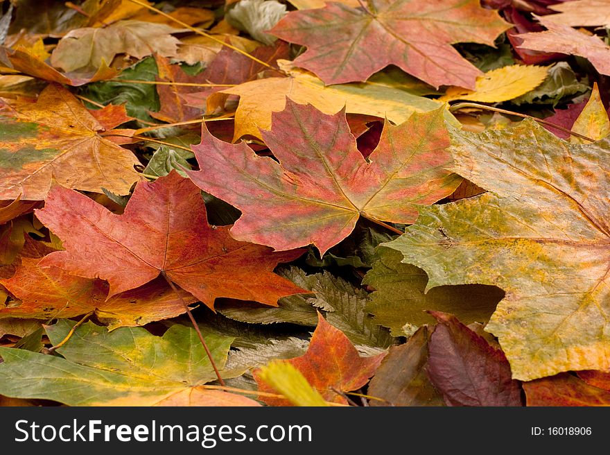 A colorful background image of different fallen autumn leaves. A colorful background image of different fallen autumn leaves.