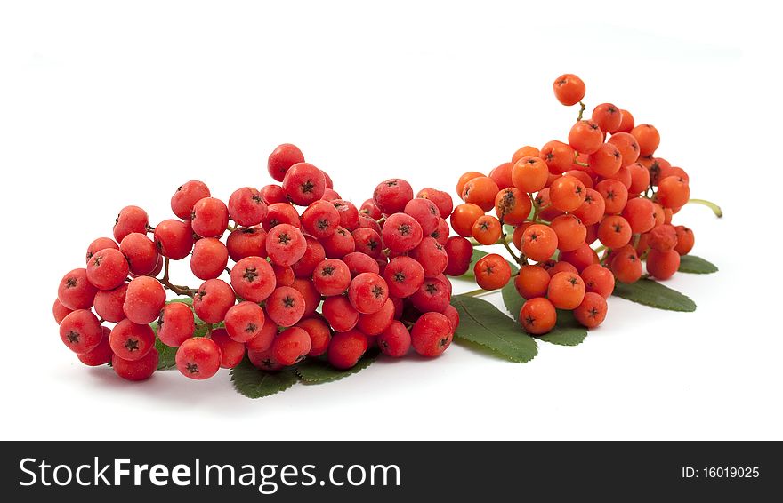 Bunch of red rowan on a white background. Bunch of red rowan on a white background