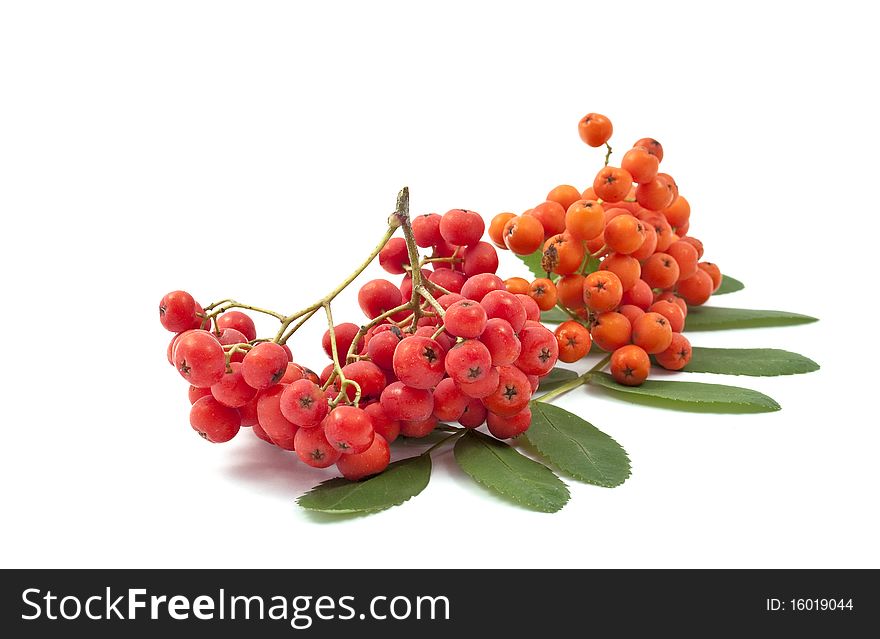 Bunch of red rowan on a white background