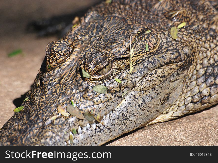 Close up of a crocodile