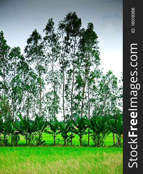 Banana and eucalyptus plant that make as rice farm border in Thailand.