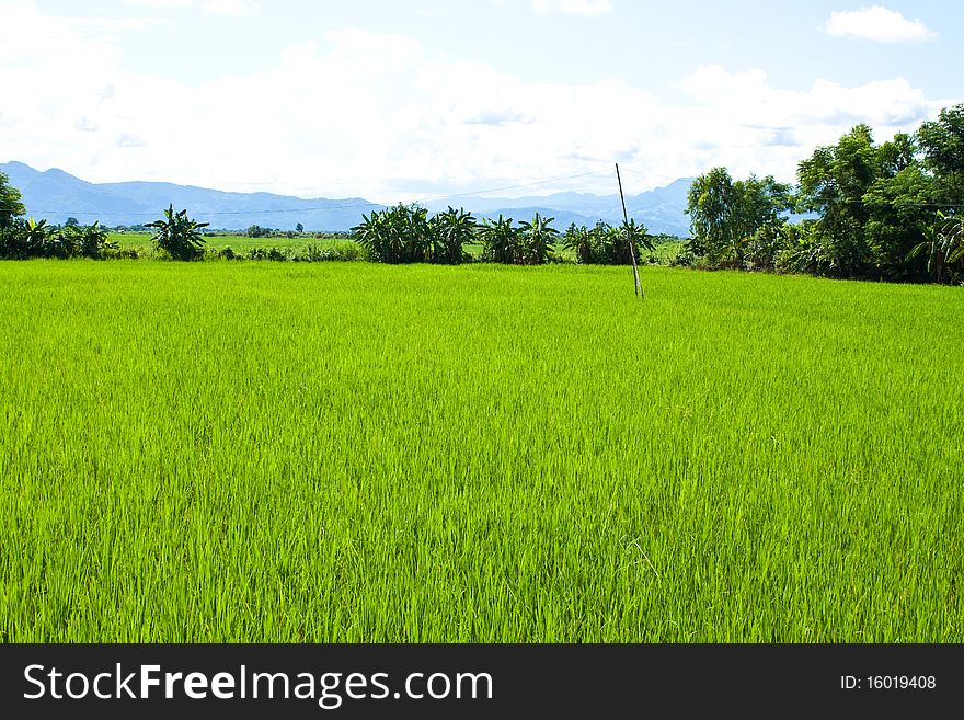 Green rice farm in ruralside,clear nature