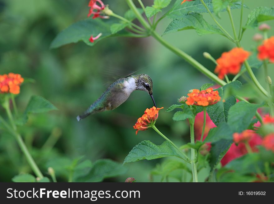 Hummingbird taken at during mid-flight