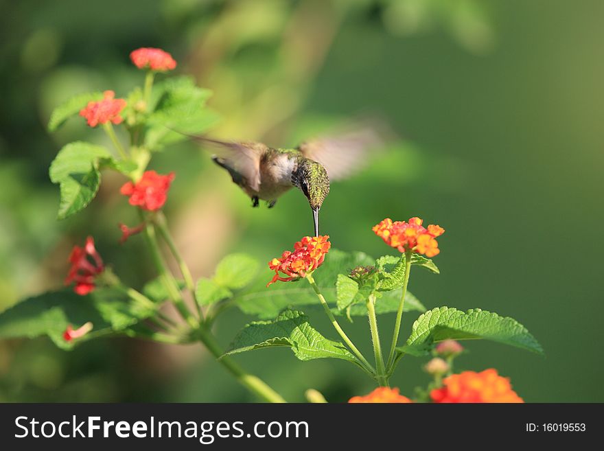 Hummingbird taken at during mid-flight