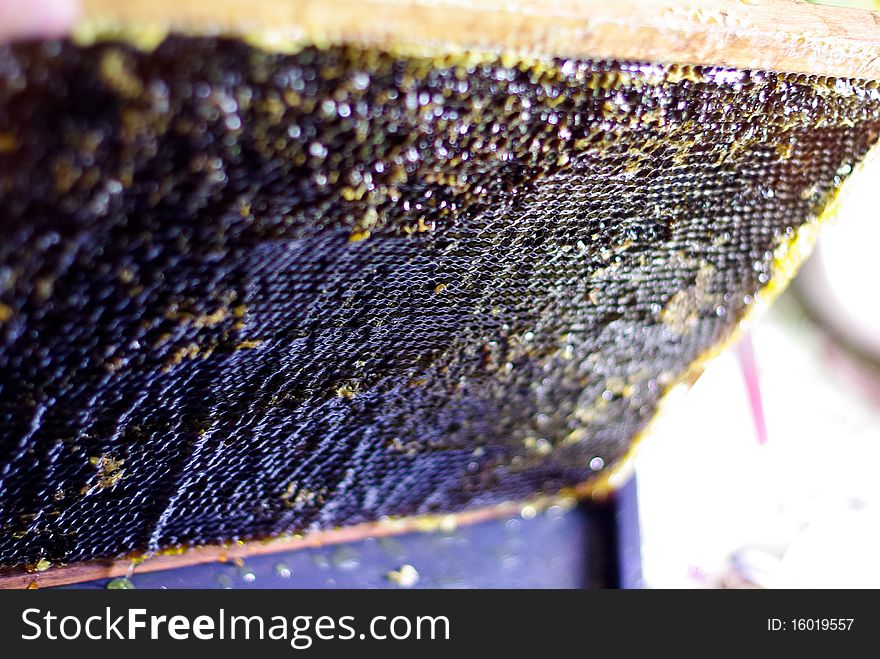Processing of a full framework with honey. Processing of a full framework with honey
