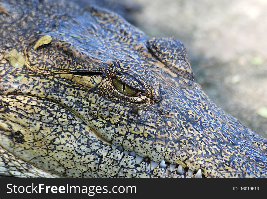 Close up of a crocodile