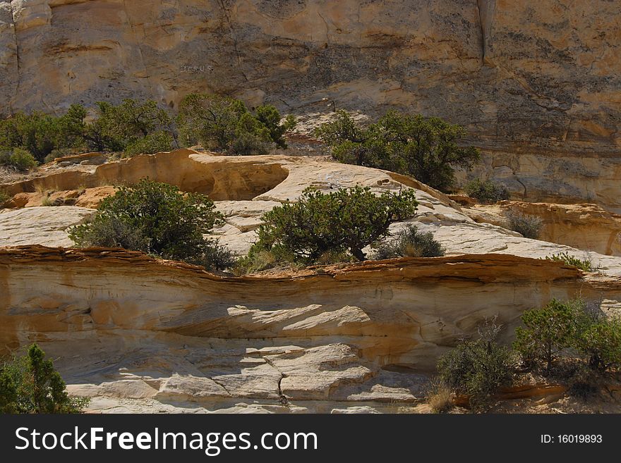 Desert plants growing on a rocky mountain side.