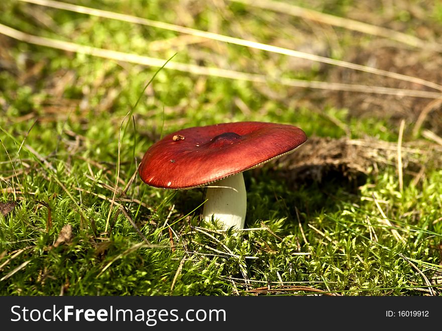 Poisonous mushroom can not eat it. Poisonous mushroom can not eat it