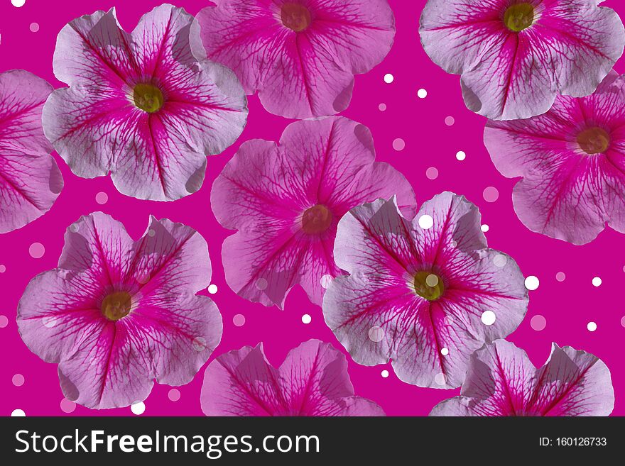 Petunias. Seamless floral pattern on a pink background. Petunias. Seamless floral pattern on a pink background