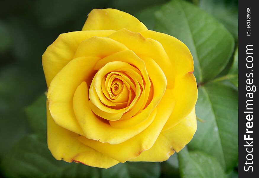 Yellow rose on a green background of foliage. Yellow rose on a green background of foliage
