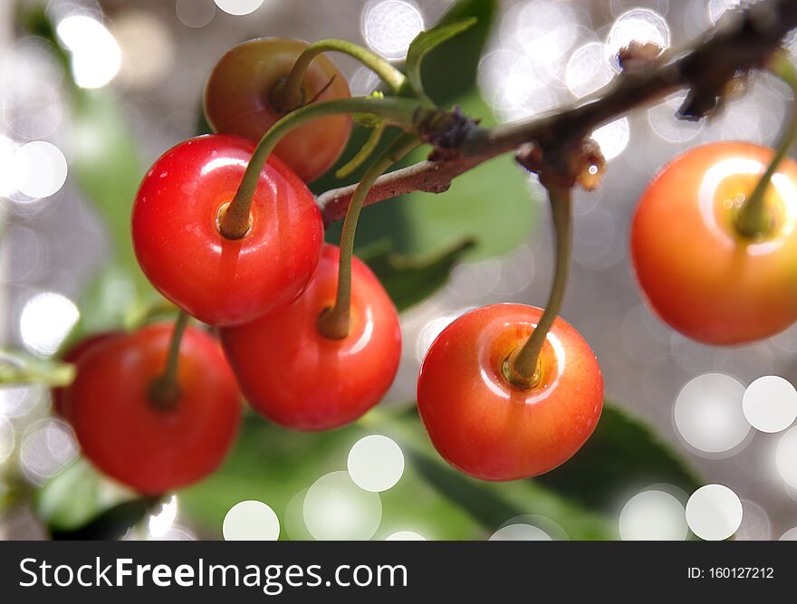 Spicy red cherry on the tree. Spicy red cherry on the tree