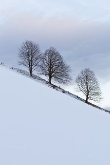 Three Trees Stock Images Three Trees Stock Images