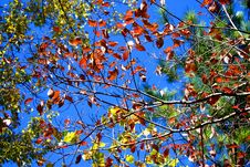 Bright Colors Vivid Autumn Trees Stock Photo Bright Colors Vivid Autumn Trees Stock Photo
