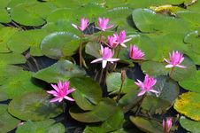 Water Lilly Royalty Free Stock Photography