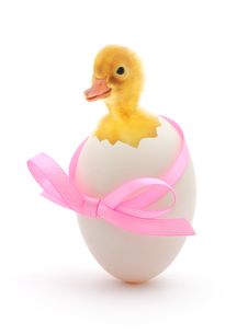 Duckling Royalty Free Stock Photography
