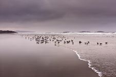 Stormy Morning Of Pacific Rim National Park Stock Photography Stormy Morning Of Pacific Rim National Park Stock Photography