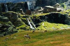 Alp, Alpine Pasture Stock Images