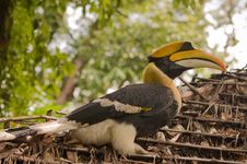 Hornbill. Royalty Free Stock Photos