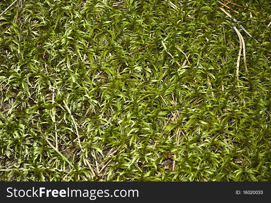 Forest moss at the end of year
greem grass texture