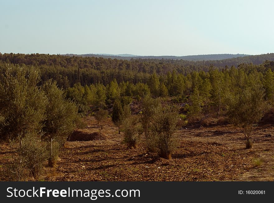 View of the forest in Israel. Beit Shemesh. View of the forest in Israel. Beit Shemesh.