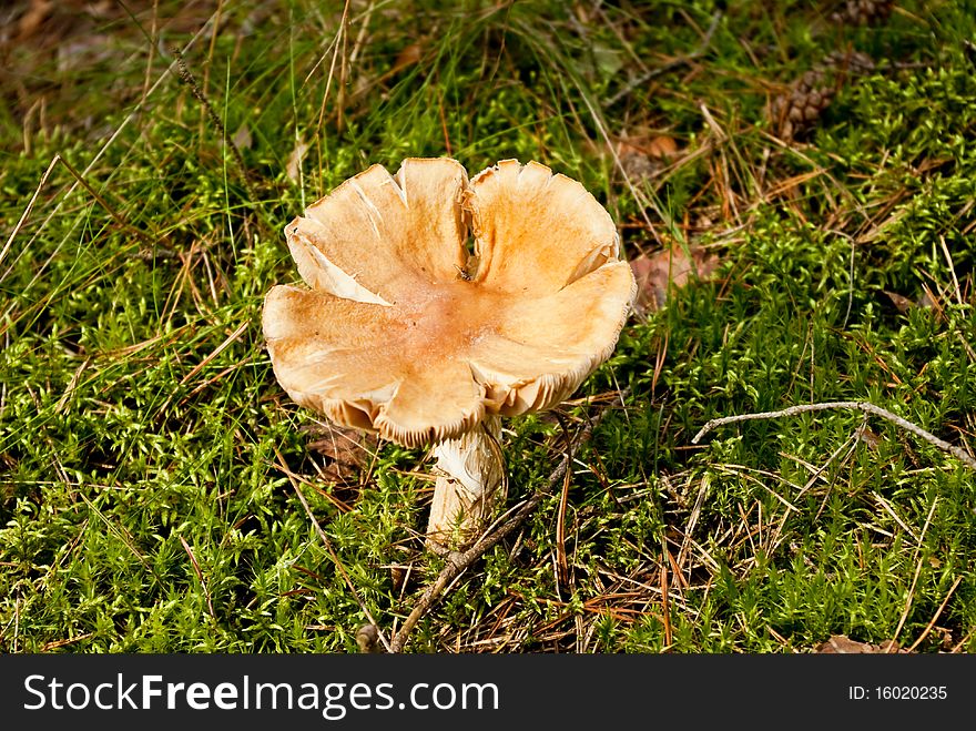 Poisonous mushroom can not eat it. Poisonous mushroom can not eat it
