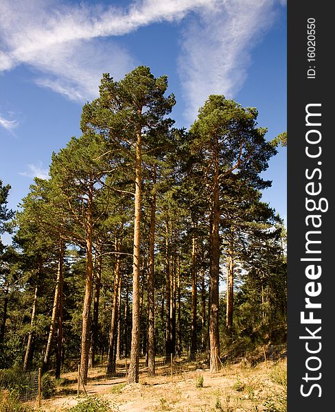 Valsain photography pine in summer, high mountain of Segovia. Valsain photography pine in summer, high mountain of Segovia