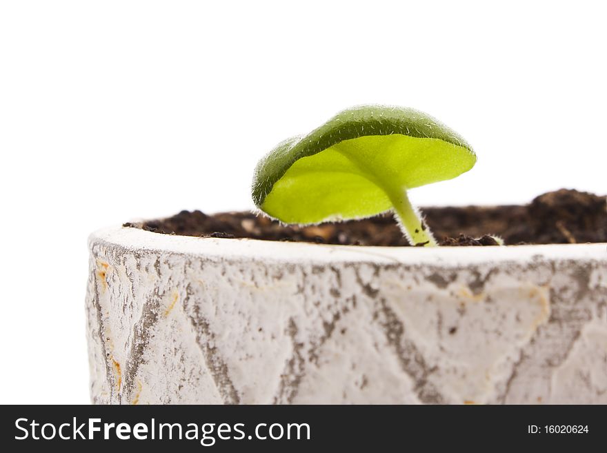 Young plant isolated on white. Young plant isolated on white