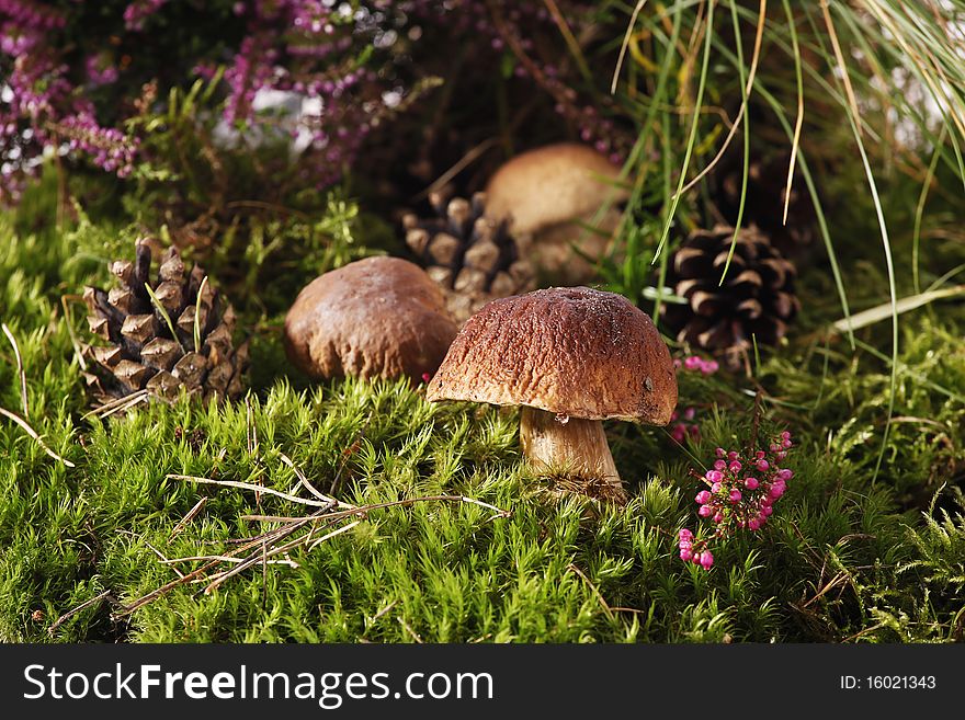 Very fresh mushrooms in the forest