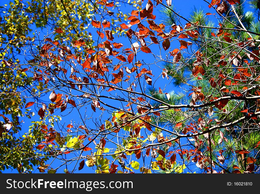 Colorful autumn leaves against a beautiful blue sky. Colorful autumn leaves against a beautiful blue sky.