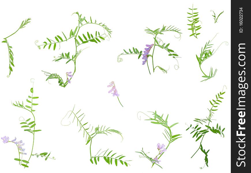 Set of different wild vetch isolated on white. Set of different wild vetch isolated on white