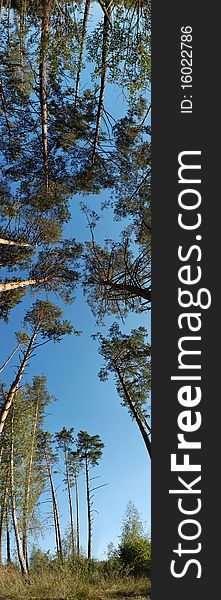Semi-spherical panorama of pine forest. Semi-spherical panorama of pine forest