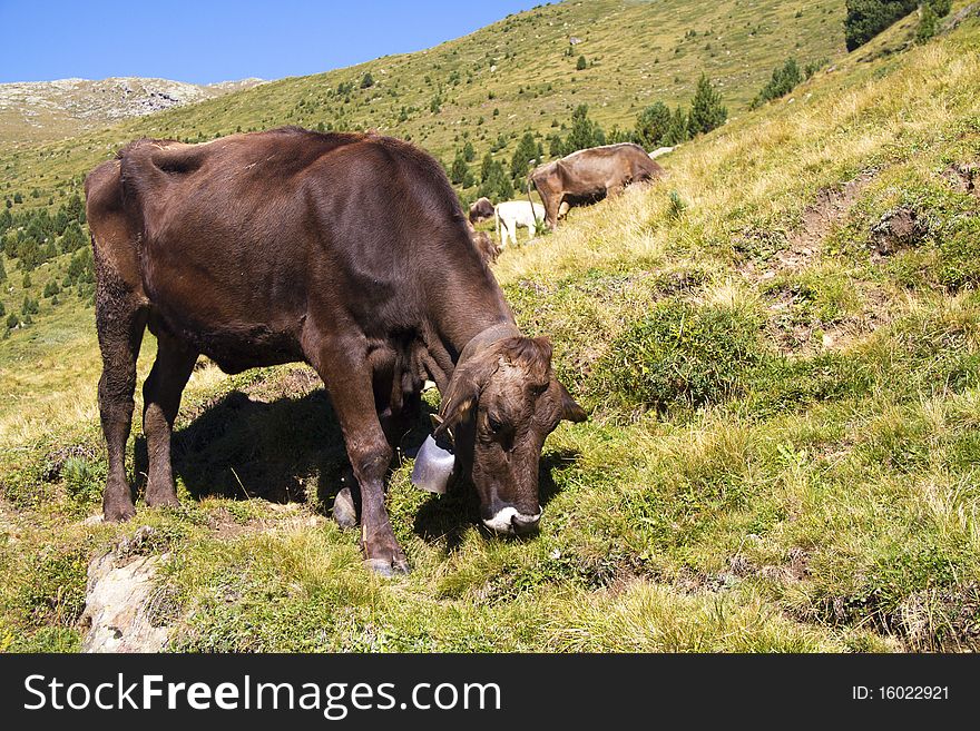 Cow pasture in the mountains. Cow pasture in the mountains