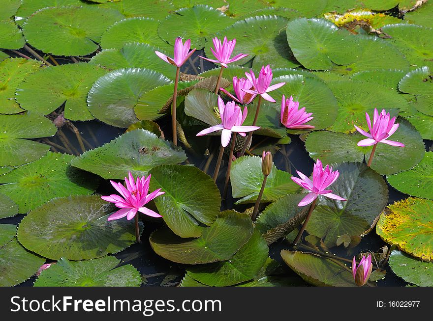 The image is in the lotus pond and the group is a cluster. The image is in the lotus pond and the group is a cluster.