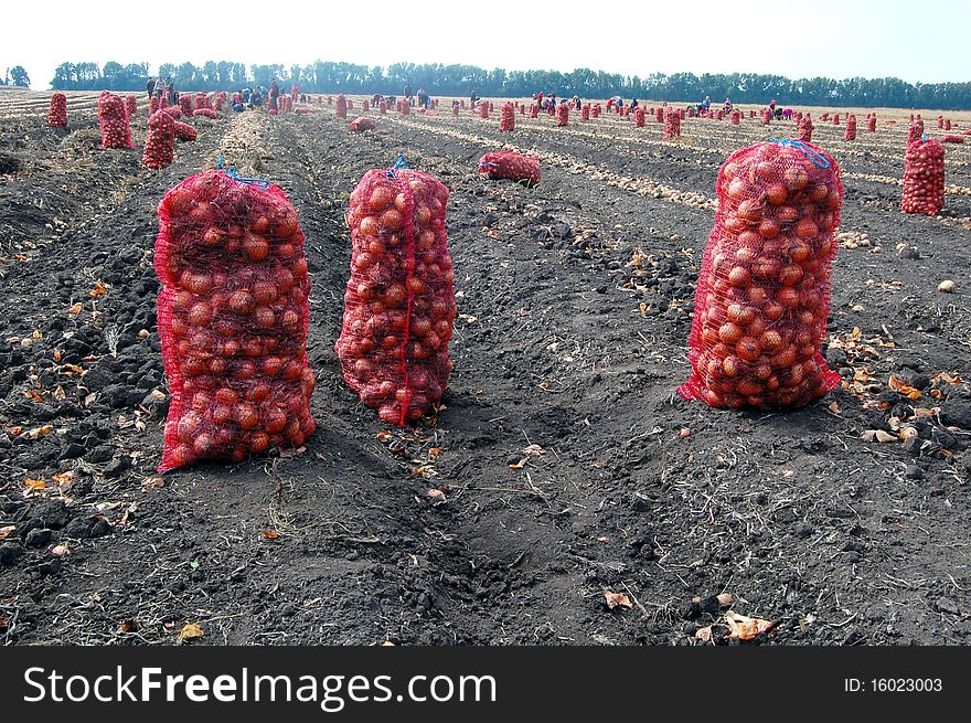 Harvesting onion by many peoples on Ukrainian field